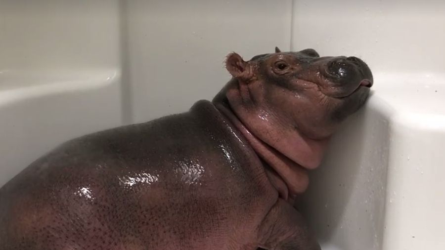 Відео дня: бегемотик Фіона приймає душ і засинає