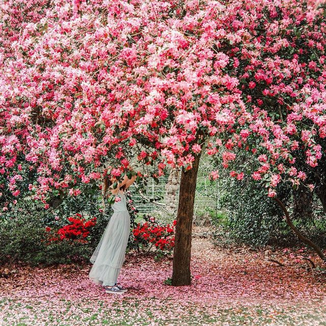 Гліцинія та архітектура: як виглядає весна у Лондоні - фото 161992