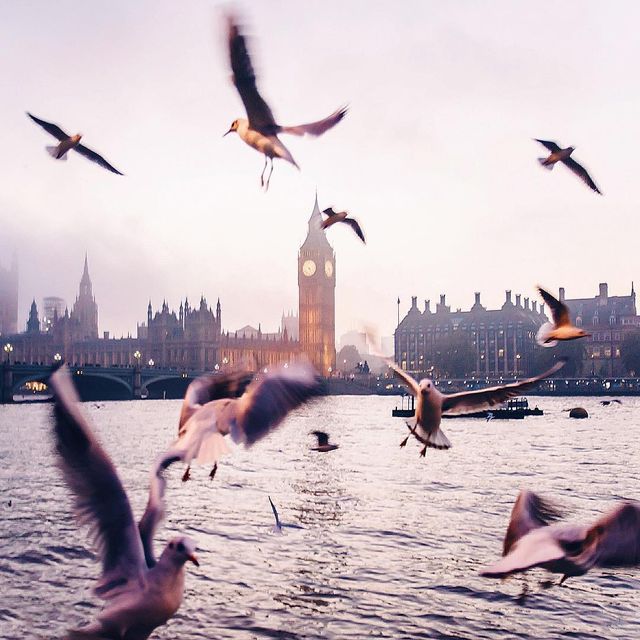 Гліцинія та архітектура: як виглядає весна у Лондоні - фото 161990