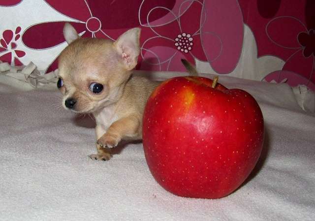 Розміром з яблуко: як виглядає найменший пес у світі - фото 156212