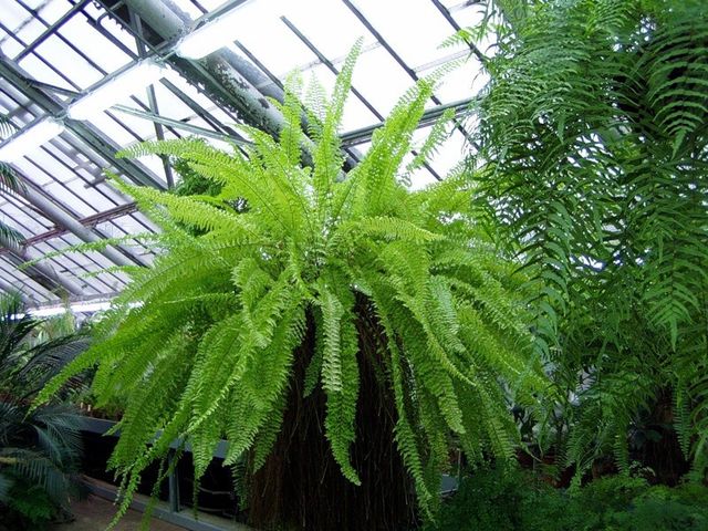 Свіже повітря вдома! 5 найкращих природних очищувачів - фото 161665