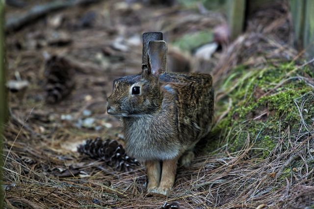 Як би виглядали тварини у стилі Minecraft: ефектні фото - фото 160341
