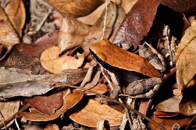 А ви розгледіли? Майстер-клас маскування від тварин - фото 157260