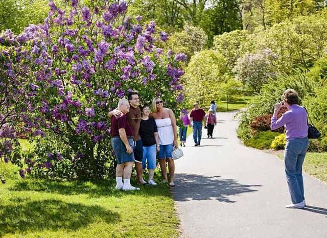 Як виглядає фестиваль бузку у США: яскраві фото - фото 156869