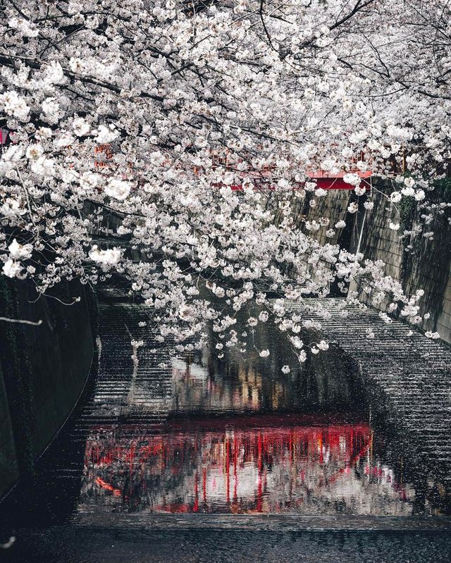 Як виглядає весна в Токіо: чарівні фото - фото 160824
