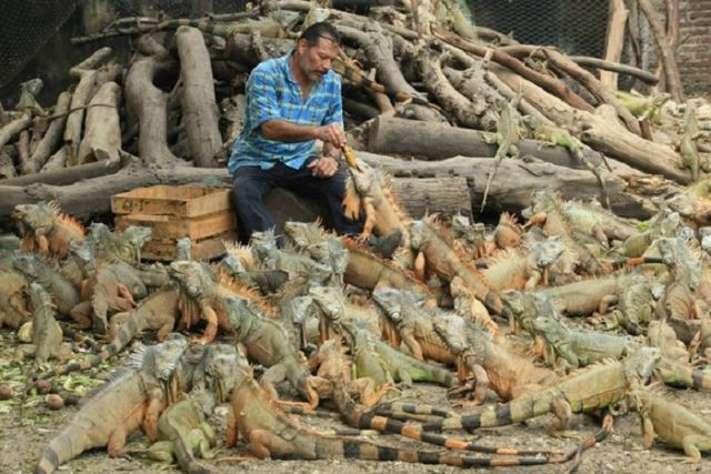 Як виглядають "голуби" в різних країнах світу - фото 163015