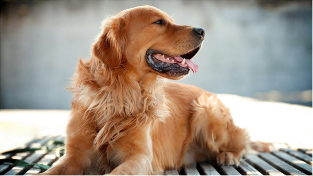 Коли вулична музика зачаровує навіть собак: миле відео