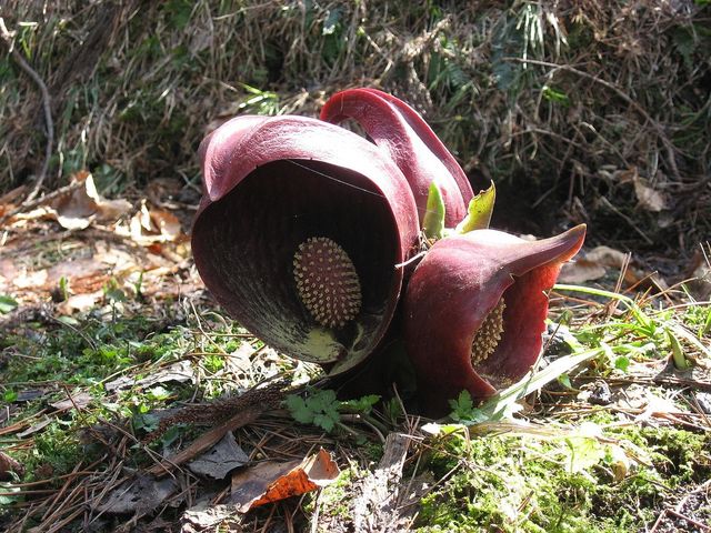 У Канаді розцвіли унікальні квіти сімплокарпуса - фото 160336