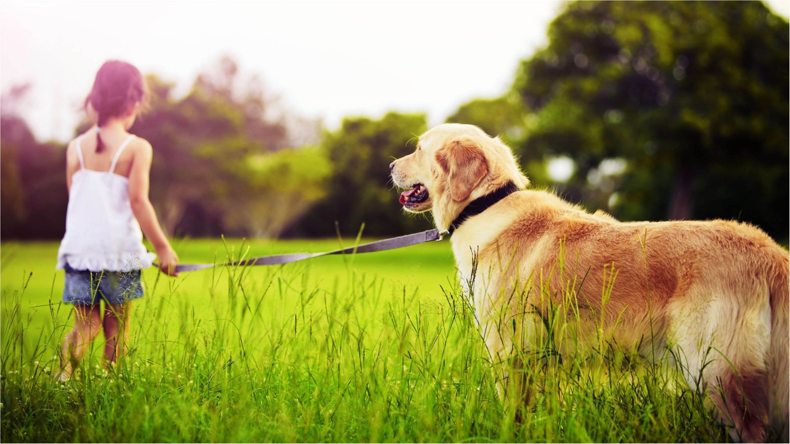 У Львові відкриють центр усиновлення безпритульних тварин