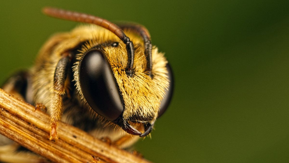 Шукали мед: бджоли ледь не зірвали бейсбольний матч - фото 1