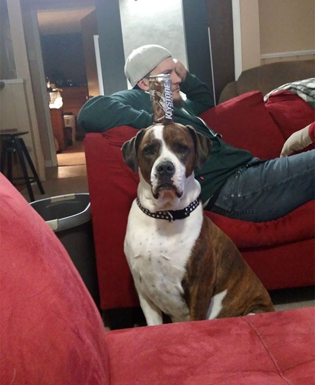 Ось, що буває, якщо залишити домашнього улюбленця на друзів: кумедні фото - фото 158553