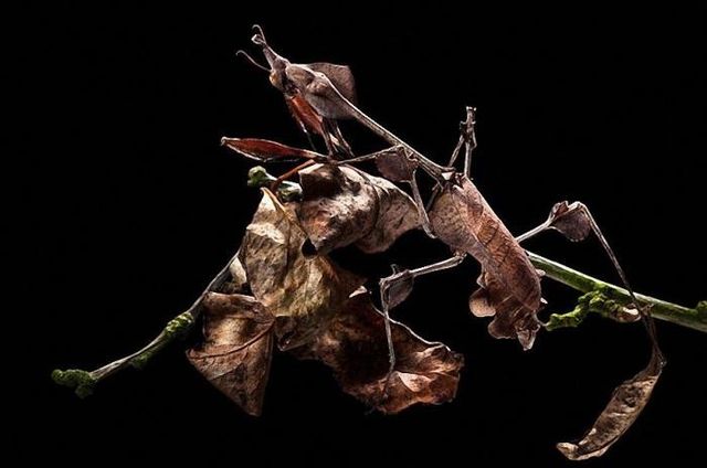 А ви розгледіли? Майстер-клас маскування від тварин - фото 157259