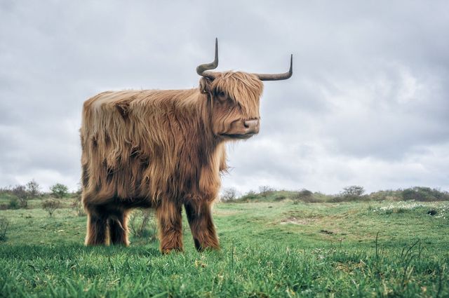 Як би виглядали тварини у стилі Minecraft: ефектні фото - фото 160339