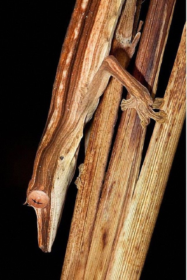 А ви розгледіли? Майстер-клас маскування від тварин - фото 157267