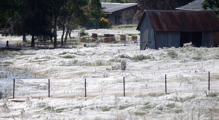 Поле в Новій Зеландії накрило гігантською павутиною: вражаюче відео