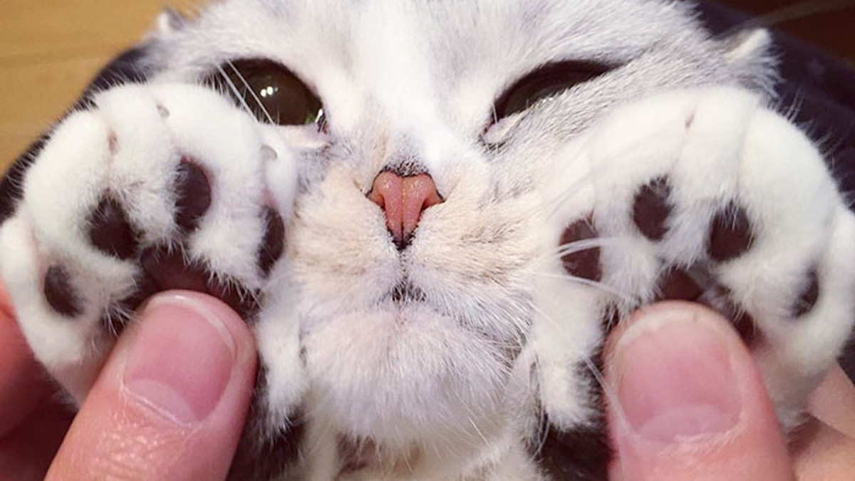 Японський кіт з величезними очима підкорив Instagram - фото 1