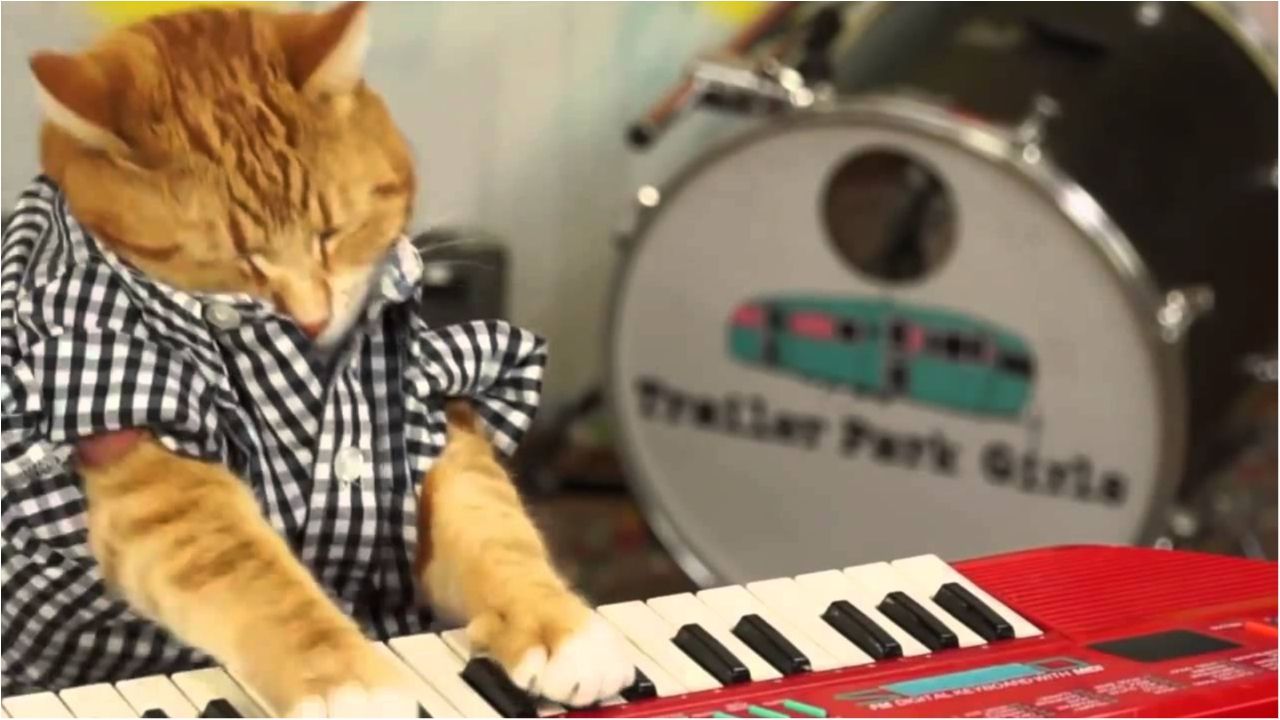 Відео дня: нявкання кота перетворили на мега-хіт!