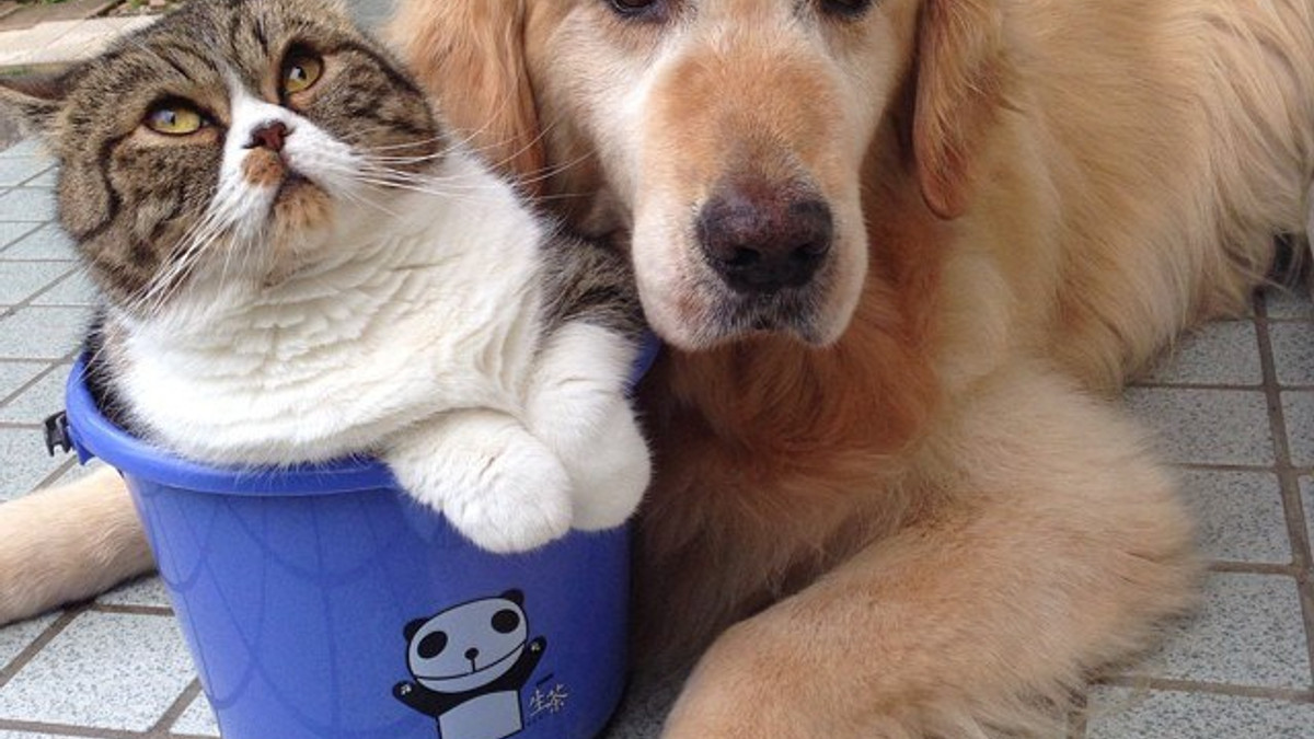 Коли собака та кіт друзі: кумедні фото - фото 1