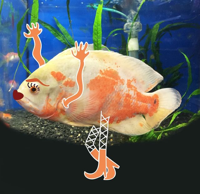 Нові пригоди домашніх улюбленців: кумедні фото - фото 157475