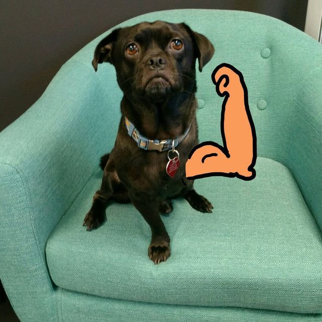 Триногий пес став зіркою мережі: кумедні фото - фото 157611