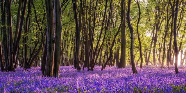 У старовинному бельгійському лісі зацвіли дикі гіацинти - фото 156499