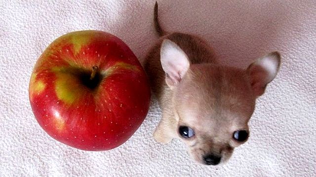 Розміром з яблуко: як виглядає найменший пес у світі - фото 156215
