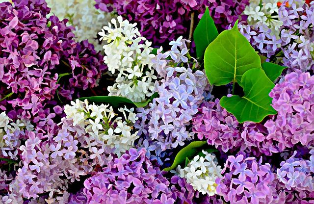 Як виглядає фестиваль бузку у США: яскраві фото - фото 156864