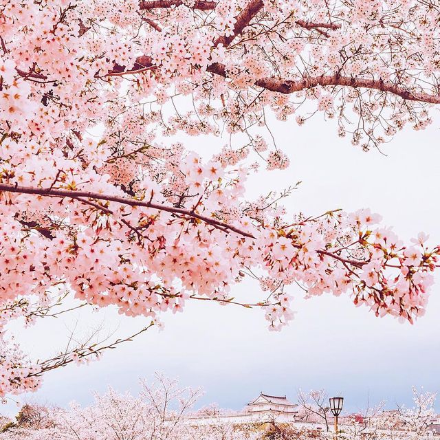 Японія очима мандрівника: вражаючі фото - фото 162004