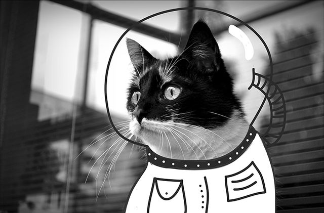 Нові пригоди домашніх улюбленців: кумедні фото - фото 157478