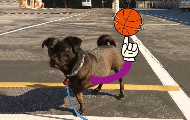 Триногий пес став зіркою мережі: кумедні фото