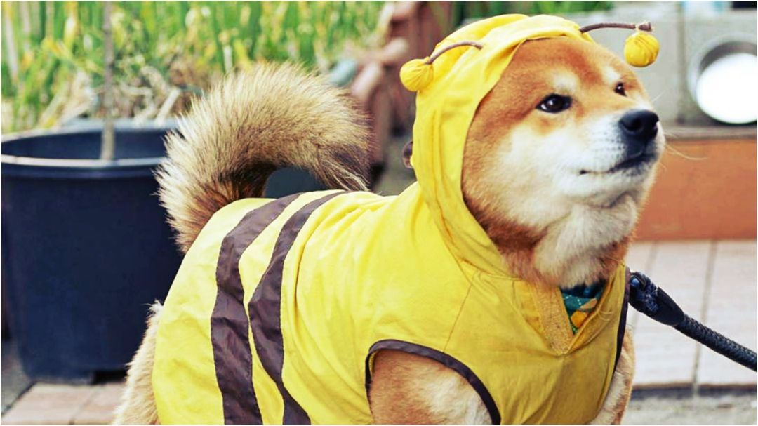 Рюдзі - фото 1