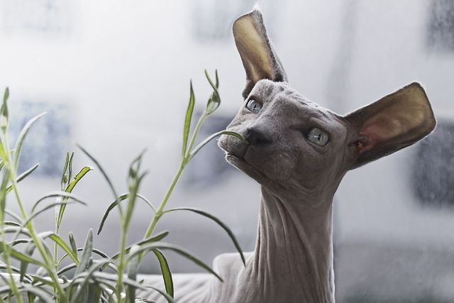 Як би виглядали тварини у стилі Minecraft: ефектні фото - фото 160343