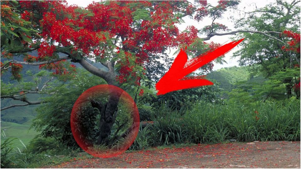 Знайди жінку: фотограф створив унікальну серію знімків