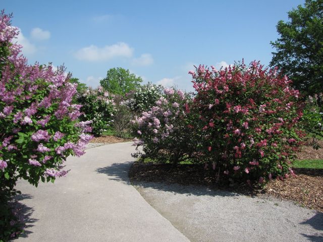 Як виглядає фестиваль бузку у США: яскраві фото - фото 156863