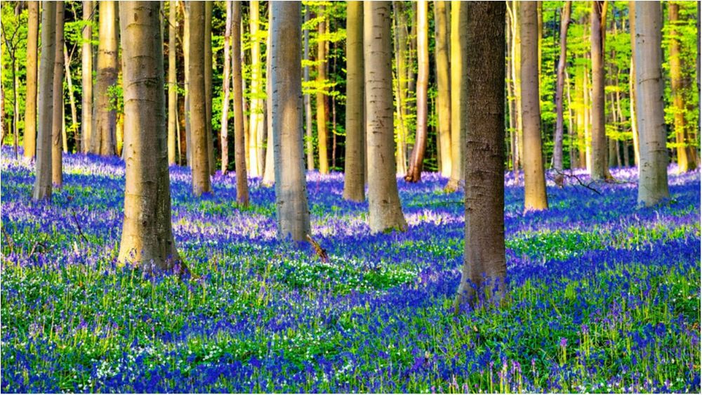 Гіацинти - фото 1