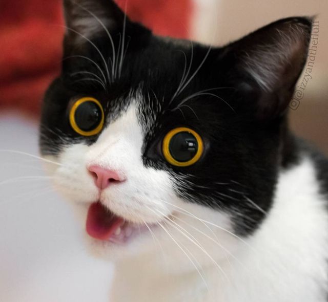 Мережу підкорив Instagram здивованого кота - фото 1