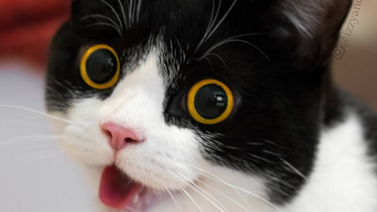 Мережу підкорив Instagram здивованого кота - фото 1