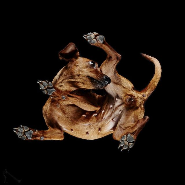 Фотограв показав, як виглядають собаки знизу. Вийшло цікаво - фото 159179