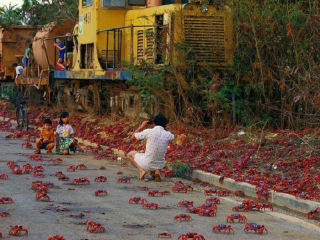 Як виглядають "голуби" в різних країнах світу - фото 163012