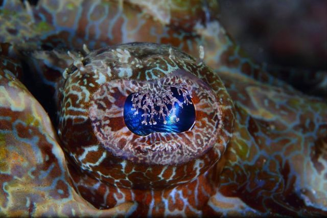 Фотограф показав таємне життя морських мешканців - фото 160021