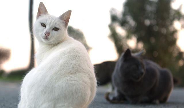 Краще за Ді Капріо: коти, які заслужили "Оскар" - фото 162660