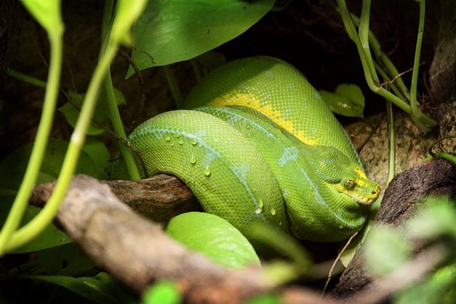 А ви розгледіли? Майстер-клас маскування від тварин - фото 157271