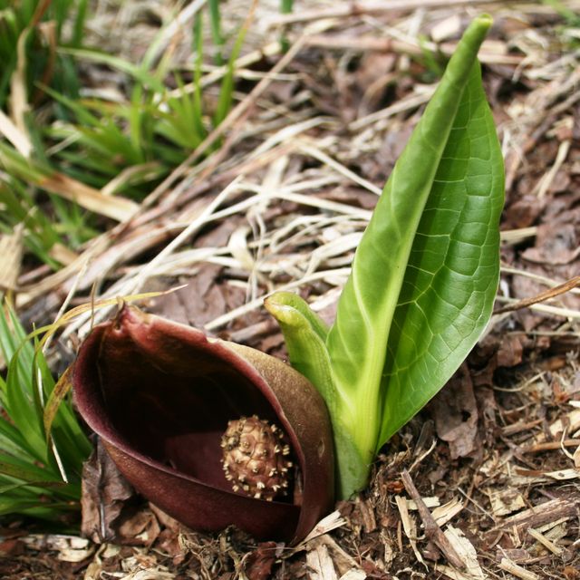 У Канаді розцвіли унікальні квіти сімплокарпуса - фото 160337