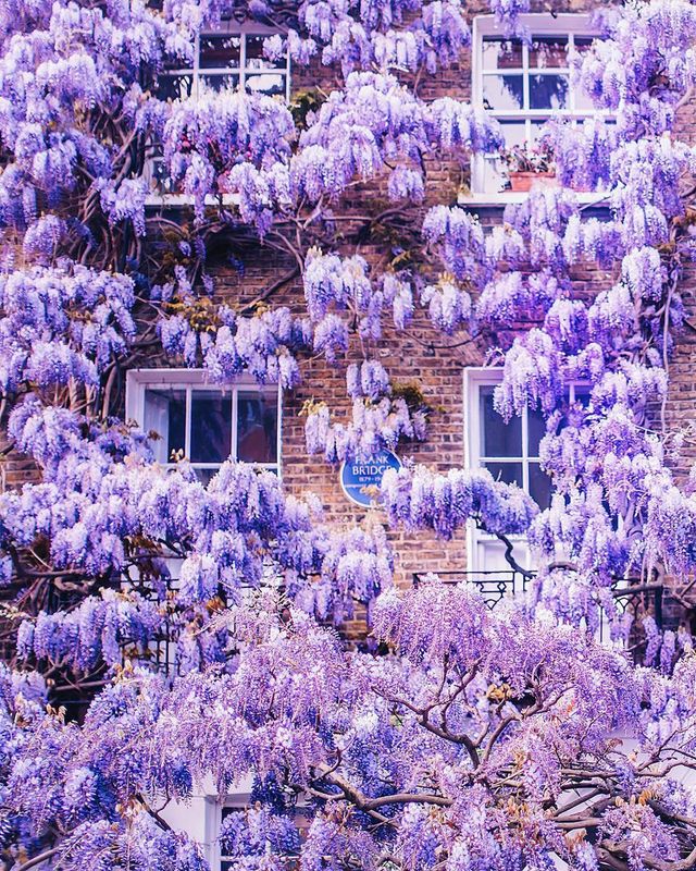 Гліцинія та архітектура: як виглядає весна у Лондоні - фото 161993