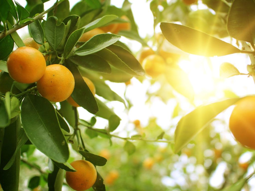 Скільки варто вживати вітаміну С, щоб не хворіти