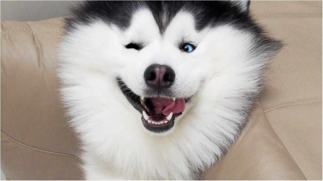 Мару - фото 1