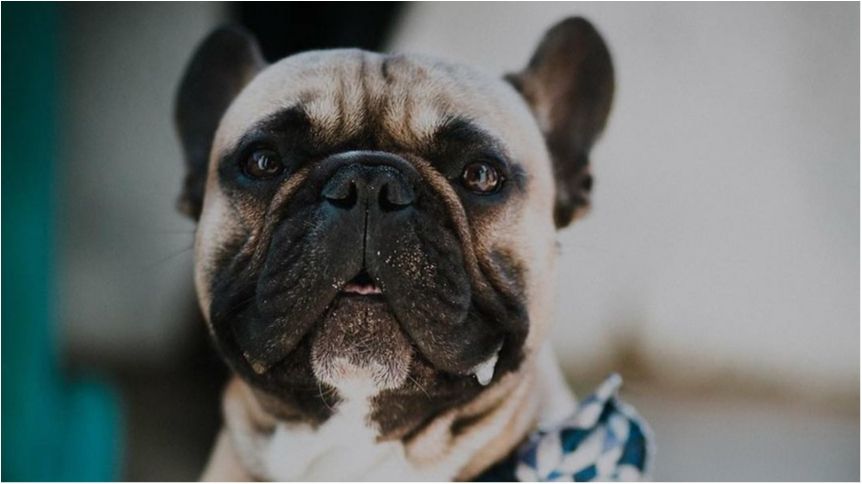 Бульдог-скейтбордист підкорив Лондон та Instagram - фото 1