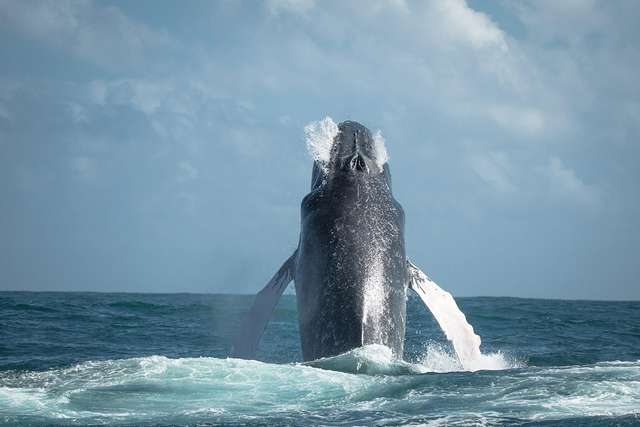 Фото дня: фотограф "спіймав" 15-тонного горбатого кита - фото 158374