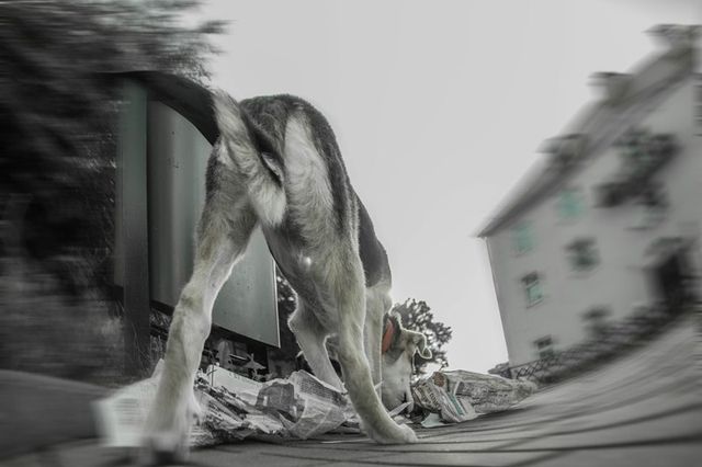 Фотограф показав світ очима бездомного собаки - фото 163181