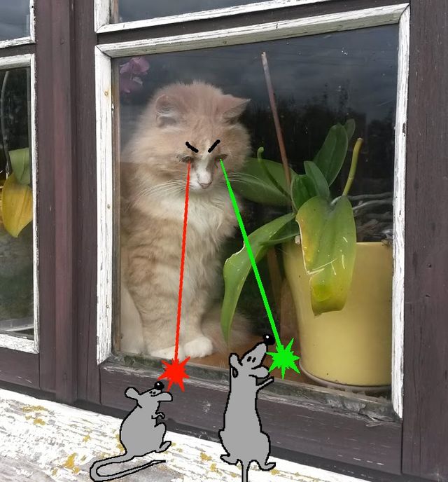 Нові пригоди домашніх улюбленців: кумедні фото - фото 157474